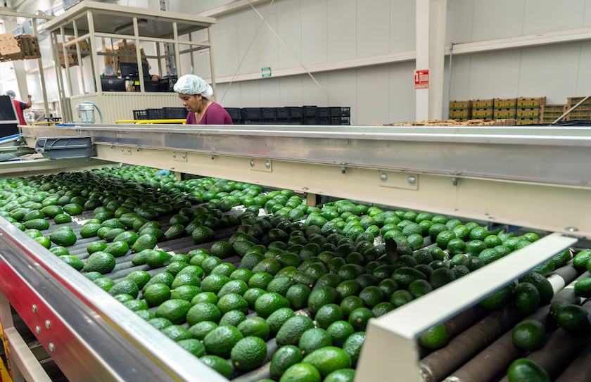 How Packinghouses Are Delivering Quality For Calavo Growers | The Packer